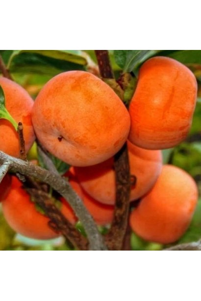 хурма китайська